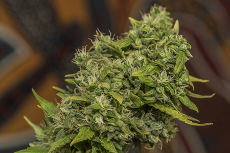 AK 47 variety of marijuana flowers with big aged bloomの写真素材
