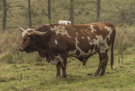 Cows and bulls on morning meadow in autumn timeの写真素材
