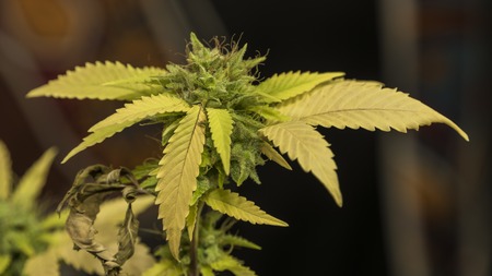 S.A.G.E. variety of marijuana flowers with big aged bloom