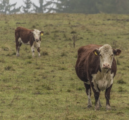 Cows and bulls on morning meadow in autumn timeの写真素材