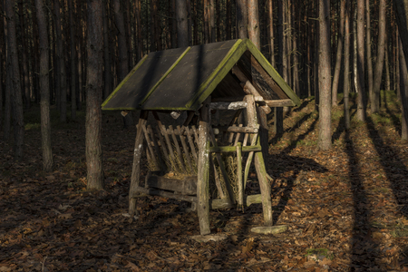 Feeding rack in sunny winter forestの写真素材