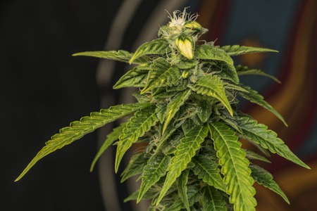 Green bloom of Blue auto mazar variety of medical marijuana