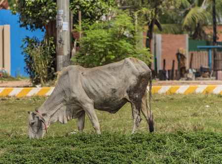 White cow on street near Siem Reap town in Cambodiaの写真素材