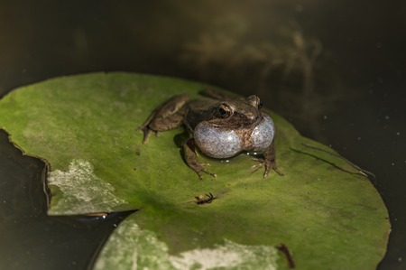 Frog on big green leaf in Da Lat city in Vietnamの写真素材