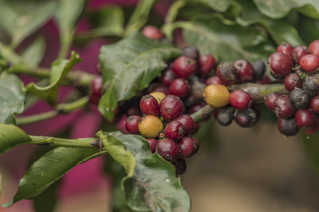 Coffee on farm near Da Lat city in Vietnamの写真素材