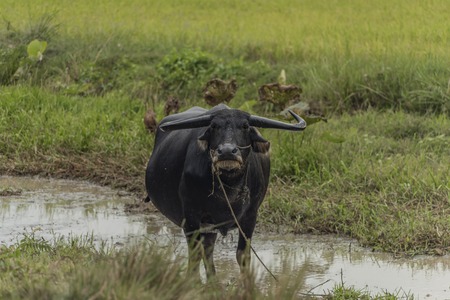 Water buffalo on street near Siem Reap town in Cambodia