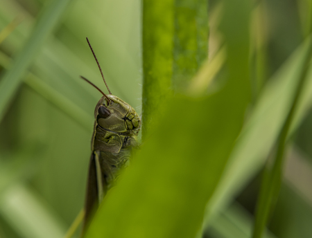 Tettigonia viridissima in green summer little grassの写真素材