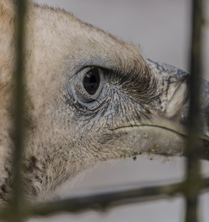 Gyps himalayensisの写真素材