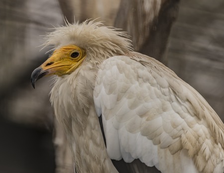 Neophron percnopterusの写真素材