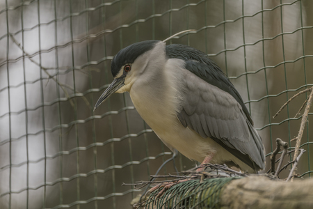 Night heron  in spring nice dayの写真素材