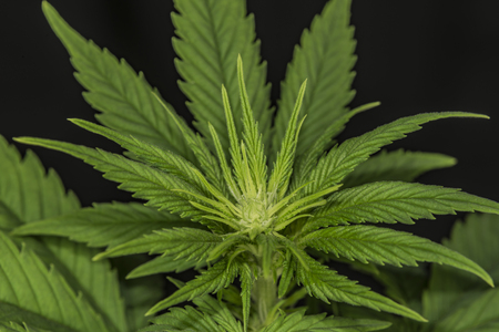 Marijuana young flower with black background and yellow leafsの写真素材