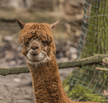 Lama guanicoeの写真素材