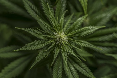 Serious happiness variety of young marijuana flowersの写真素材