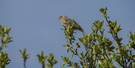 Sparrow bird on green leaf tree in spring sunny dayの写真素材