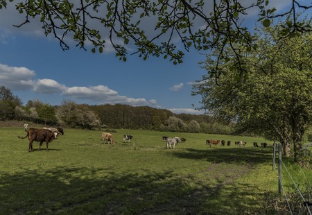 Cows on green spring meadow near Stebno villageの写真素材