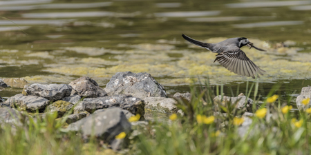 Wagtail bird near lake in spring sunny day flyingの写真素材