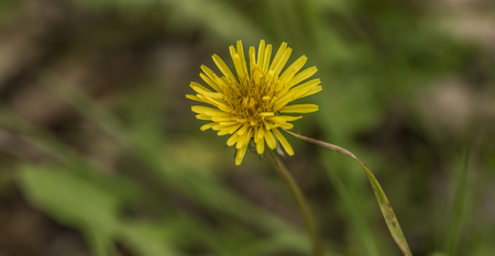 Yellow wet dandelion after rain in spring dayの写真素材