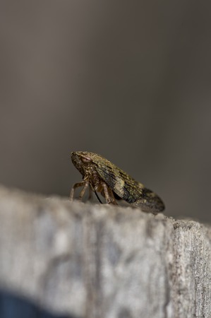 Jump insect on old tree in sunny summer day