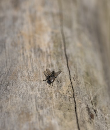 Fly on old tree in summer day in Pieniny national parkの写真素材