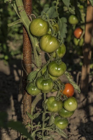 Green tomato on small bush in sunny sumer dayの写真素材