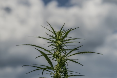 Technical variety of marijuana in beautiful summer day on small field