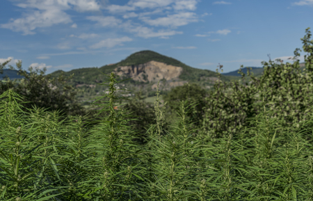 Technical variety of marijuana in beautiful summer day on small fieldの写真素材