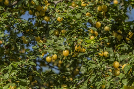 Yellow plum on tree with green leafs in the middle of hot summerの写真素材
