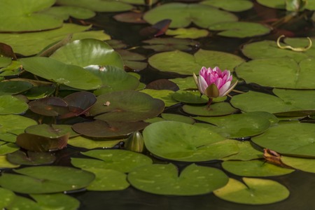 Small pond with water lily and green grass in summer morningの写真素材