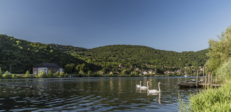 Swans near port in Cirkvice village in summer hot eveningの写真素材