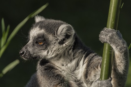 Lemur with striped tail in sunny summer eveningの写真素材