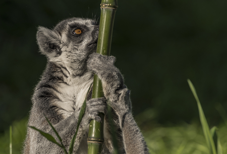 Lemur with striped tail in sunny summer eveningの写真素材