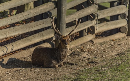 Male Vietnam deer near fence in sunlightの写真素材