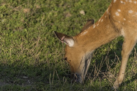 Female Vietnam deer in evening summer sunの写真素材