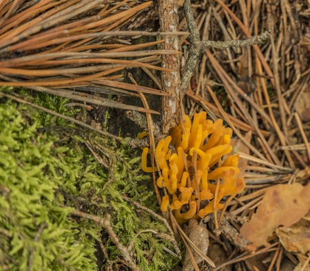 Orange Ramaria flava in summer dark forest in south Bohemiaの写真素材
