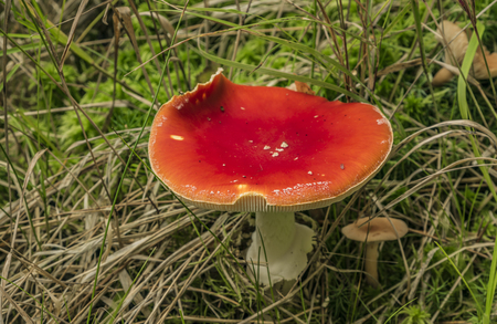 Amanita muscaria in green grass in summer forestの写真素材