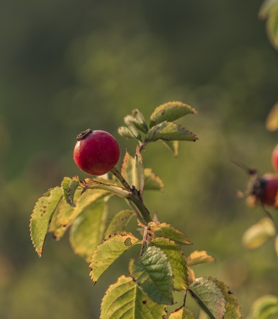 Brier bush with red fruit ball in summer morningの写真素材