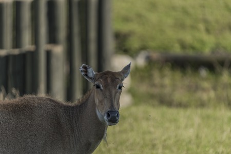 Boselaphus tragocamelus with long head in green grass on meadowの写真素材