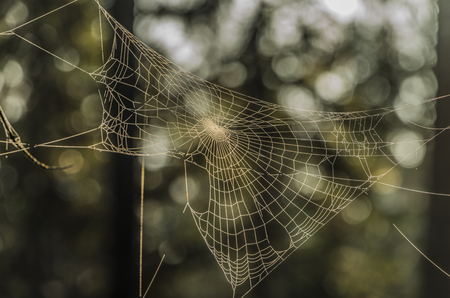 Silver and golden cobweb near Kladska pond in autumn sunny morningの写真素材
