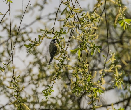 Chickadee bird on tree in spring sunny yellow dayの写真素材