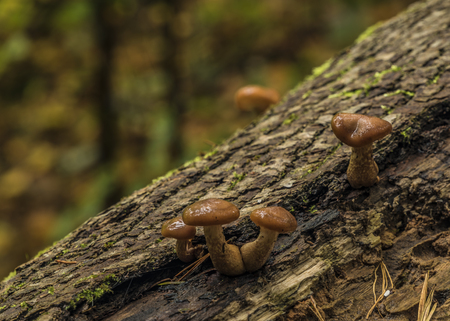 Poisonous mushroom on old trunk of fallen tree in autumn morning in national parkの写真素材
