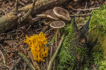 Ramaria mushroom with green moss in autumn dark dayの写真素材
