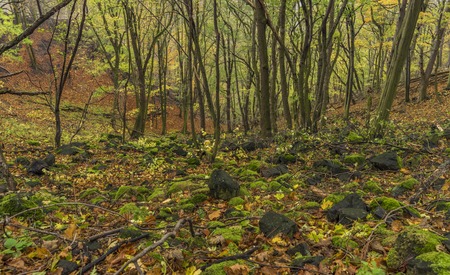 Forest in Prucelska valley over river Labe in north Bohemiaの写真素材