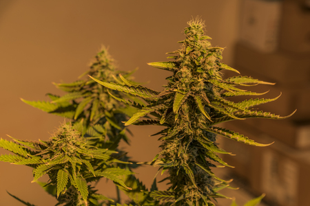 Color aged SAGE variety of medical marijuanaの写真素材