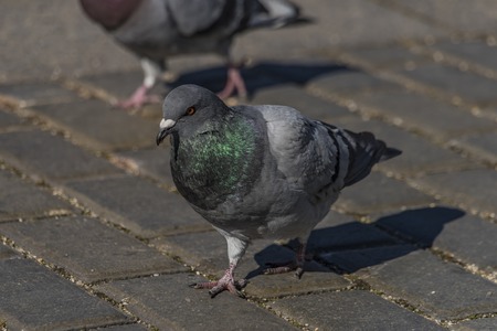 Pigeons on pavement in center square in winter Ceske Budejoviceの写真素材