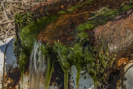 Source with clean water and bath on spring meadow near Roprachtice village in north Bohemiaの写真素材