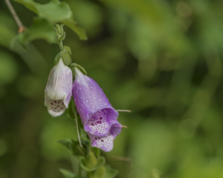 Foxglove digitalis flower in summer day in Krkonose mountainsの写真素材