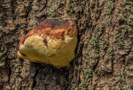 Polyporus mushroom on tree in west Bohemia in summer nice dayの写真素材