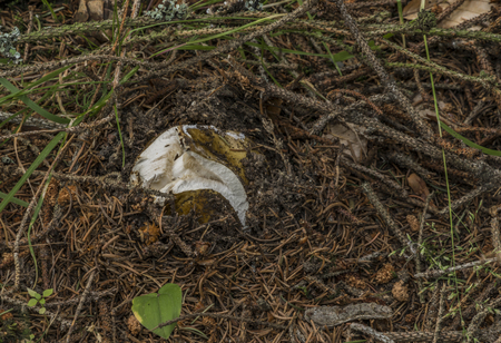 Poisonous mushroom in Slavkovksy les national park in summer hot morningの写真素材