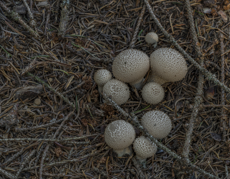 Lycoperdon perlatum mushroom in autumn forest in dark autumn dayの写真素材