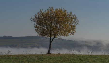 Nice leaf tree with blue sky and inverse in valley near Zitkova villageの写真素材